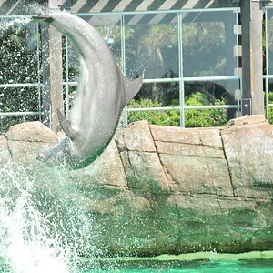 Dolphin Flip (3)