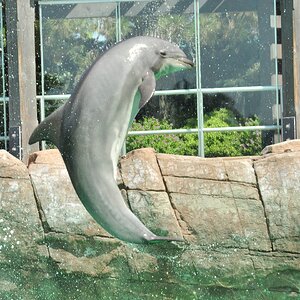 Dolphin Flip (1)