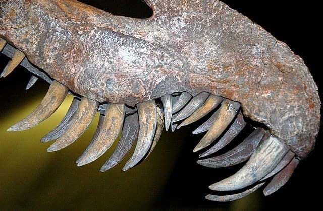 Suchomimus Upper Jaw Skeleton