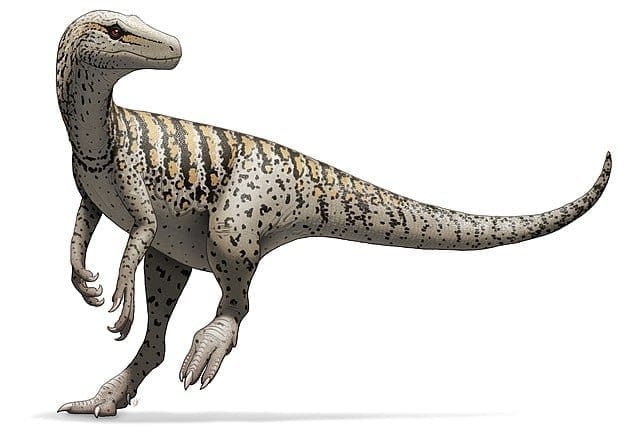Herrerasaurus Ischigualastensis - Illustration