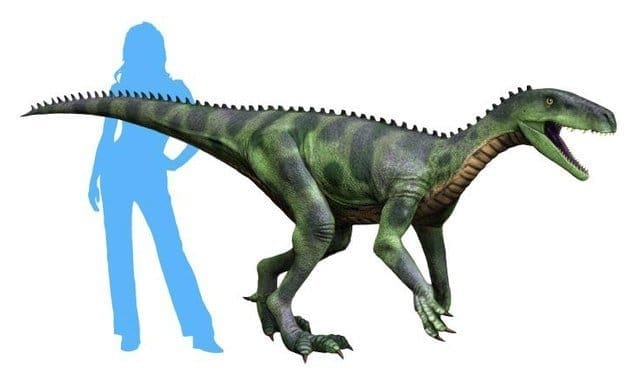Herrerasaurus to Human Comparison