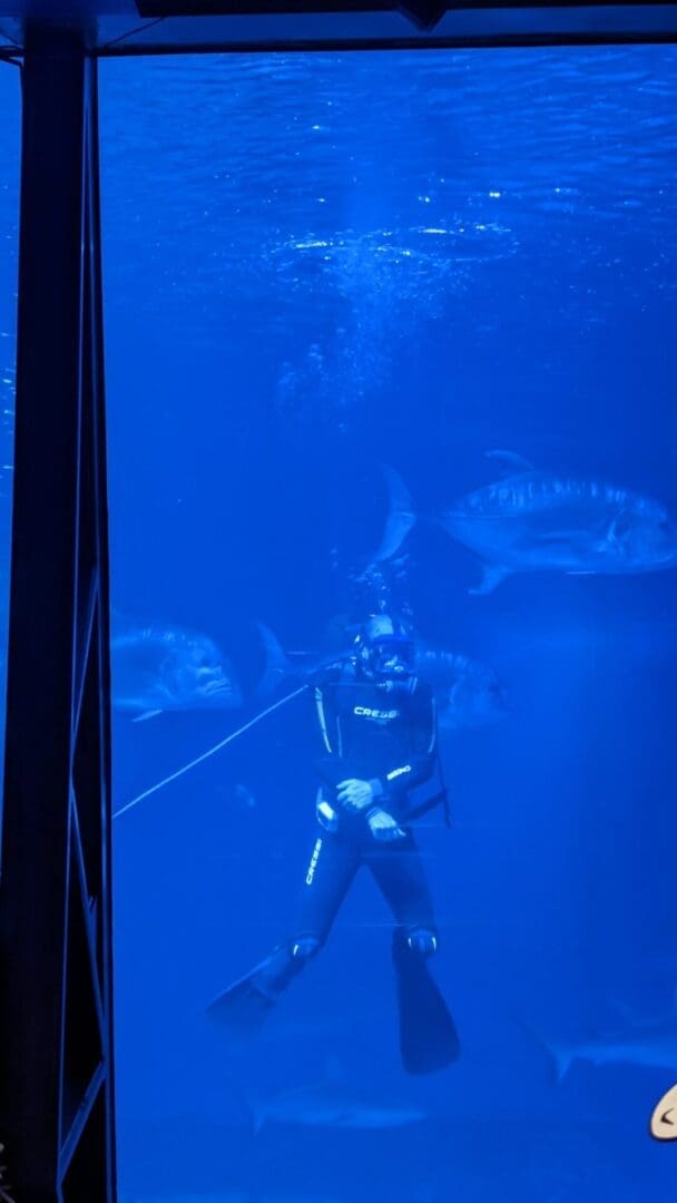 Diver in Shark tank!