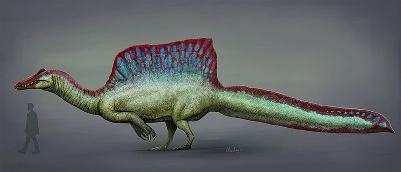 Spinosaurus to Human Comparison