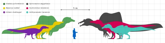 Spinosaurids Comparison Chart