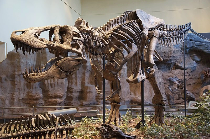 Tyrannosaurus Rex at Carnegie Museum of Natural History, Pittsburgh.