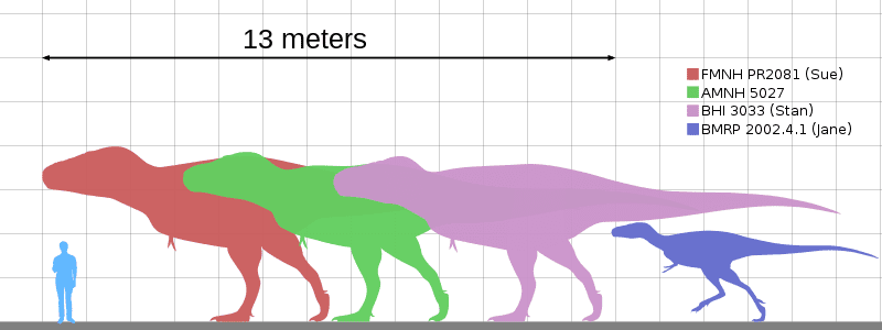 Tyrannosaurus Specimens scale to Human