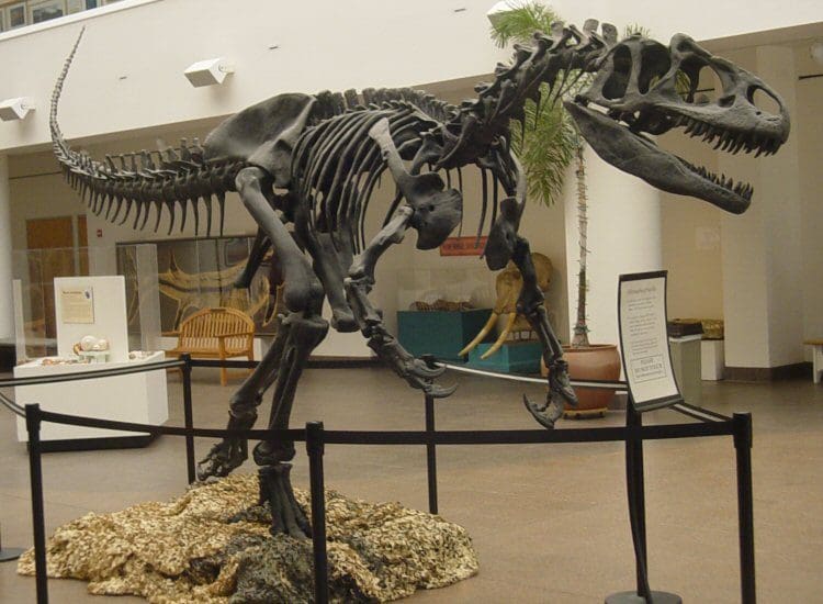 Allosaurus Skeleton at San Diego Natural History Museum
